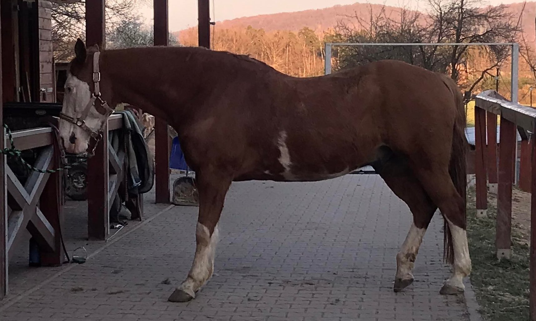 LOW GRADE LAMINITIS (skrytá laminitis)