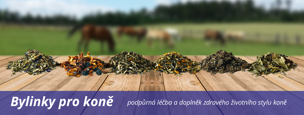 bylinky pro koně