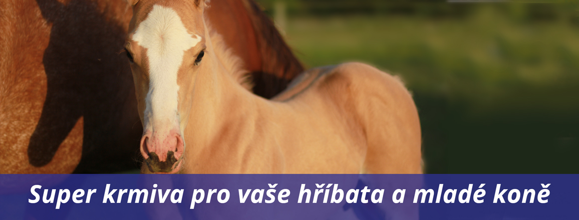 Super krmiva pro vaše hříbata a mladé koně
