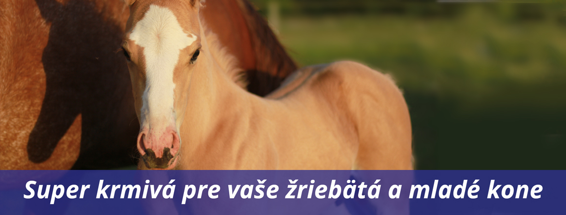 Super krmivá pre vaše žriebätá a mladé kone