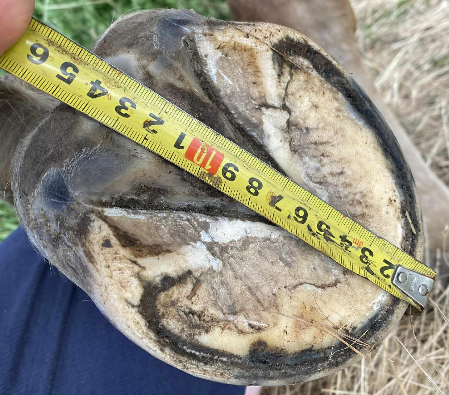 Pasování bot pro koně: postup, měření a nejčastější chyby