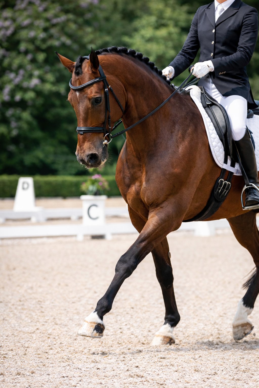 drezurni_kun_simple_bridle_under_2MB