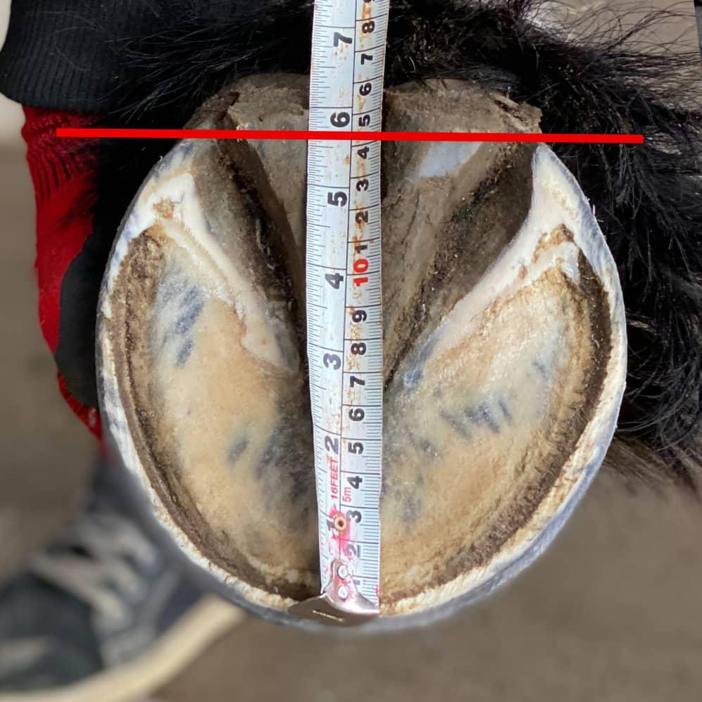 xx.-Length-measurement-1-1