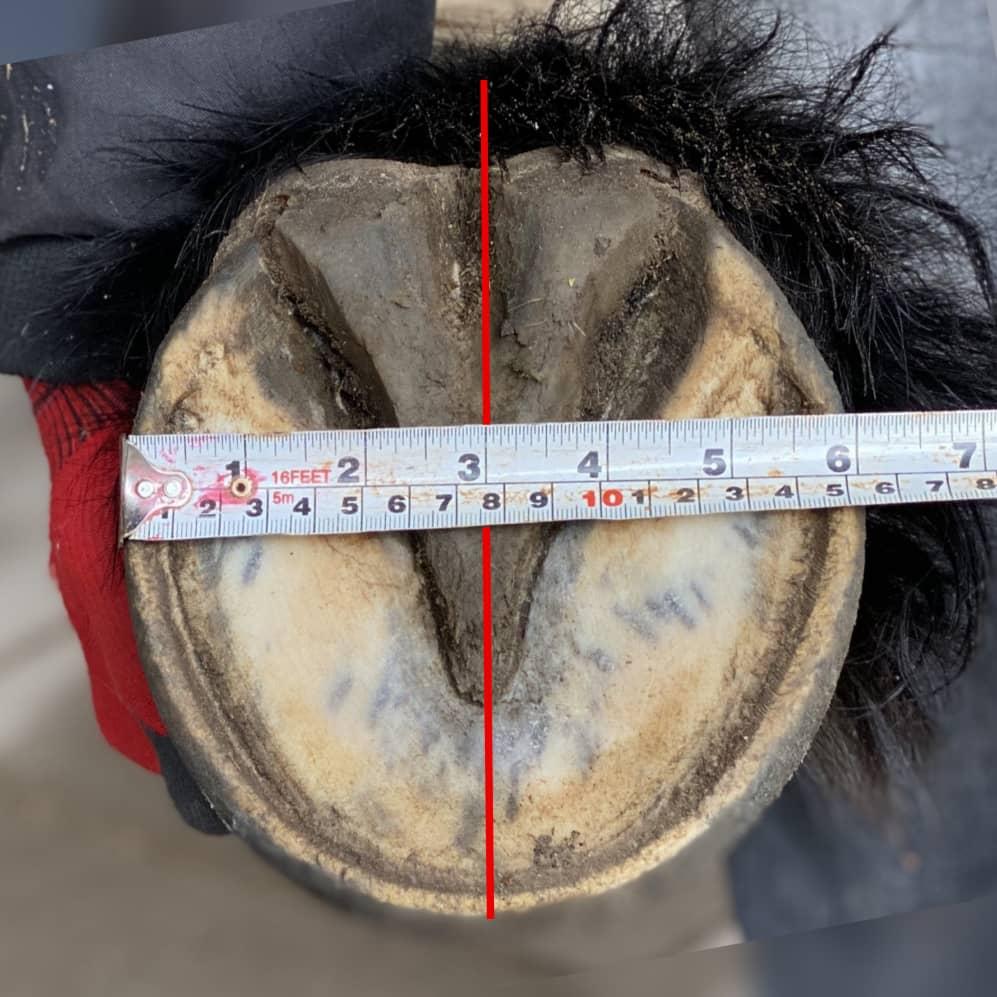 xx.-Width-measurement-1-1