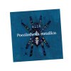Magnetka Poecilotheria metallica