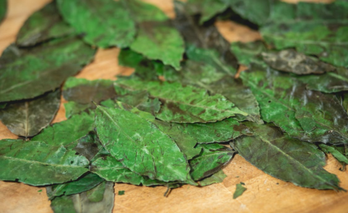 Pozitivní i negativní účinky yerba maté: Proč matéčko pít a na co si naopak dát pozor