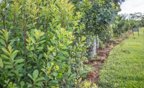 Yerba Maté: 7 zásadních zdravotních benefitů, které vás překvapí