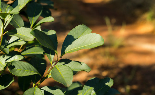 Je Yerba Maté zdravé? Pravda o bezpečnosti a možných rizicích