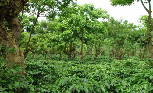 Bio Yerba Maté vs. konvenční. Poznejte rozdíl, který pocítíte v každém doušku