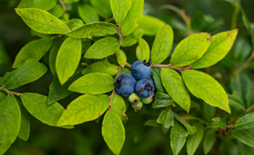 Antioxidanty: Kompletní průvodce přírodní ochranou organismu