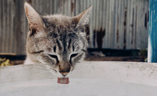Pitný režim: Jak Yerba Maté vyřeší váš denní boj s hydratací