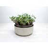 Nádoba na microgreens