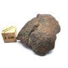 Meteorit NWA X 31,5 g