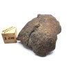 Meteorit NWA X 31,5 gr.