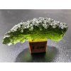 Vltavín / Moldavite 4,6 gr. / Chlum