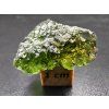 Vltavín / Moldavite 2,6 g