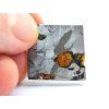 Meteorit Seymchan / 5,9 g / Leptaný řez