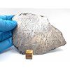 Meteorit Muonionalusta 202 g / řez