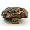 Meteorit NWA X 44,8 g