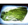 Vltavín / Moldavite 8,1 g