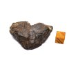Meteorit NWA 16415 (CO3) / 32,9 gr.