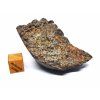 Meteorit NWA 869 / 64,2 g