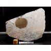 Meteorit Muonionalusta 2105 g / koncový řez