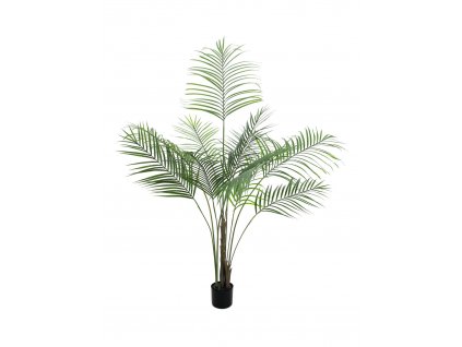 Areca palma s velkými listy, 185 cm