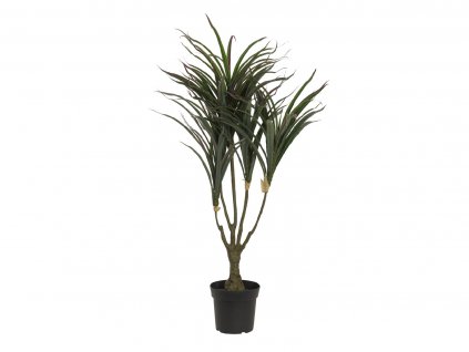 Dracena zeleno-červená, 90 cm