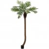 Phoenix palma zakřivená, 240cm
