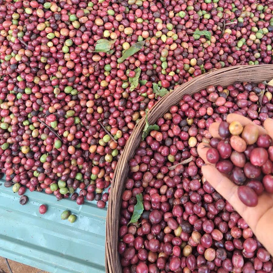 Dlaň plná zralých kávových třešní nad košem na farmě v Gia Lai
