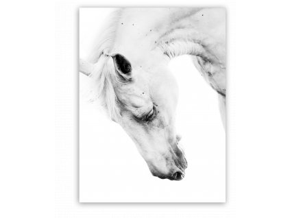 Obraz na plátně HORSE PORTRA 60x80 cm Styler