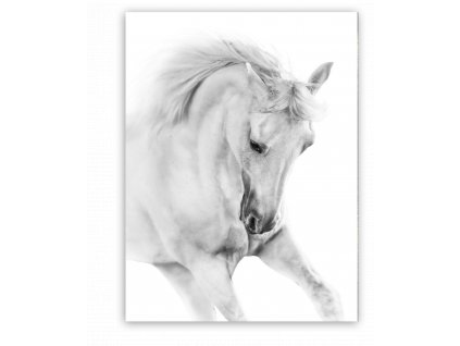 Obraz na plátně WHITE HORSE 60x80 cm Styler