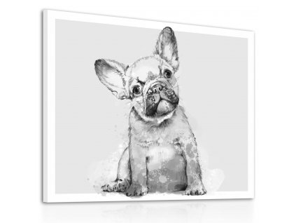 Obraz na plátně FRENCH BULLDOG A různé rozměry Ludesign