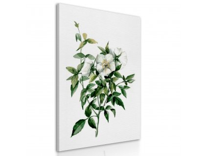 Obraz na plátně WHITE FLOWERS III. různé rozměry Ludesign