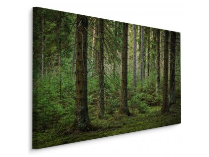 Plátno Lesní 3D Pohled