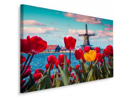 Plátno Tulipány Na Pozadí Holandského Větrného Mlýna