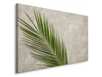 Plátno Palmový List Na Betonovém Pozadí