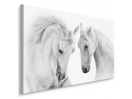 Plátno Dva Bílí Koně