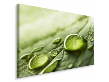 Plátno Kapky Vody Na Zeleném Listě
