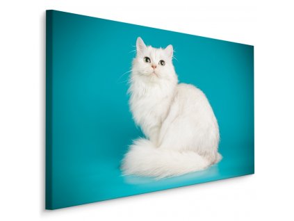 Plátno Bílá Kočka Na Modrém Pozadí