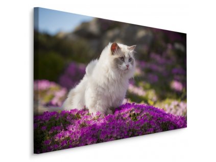 Plátno Ragdoll Kočka Mezi Květinami