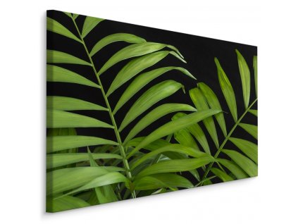 Plátno Zelené Tropické Listy Na Černém Pozadí