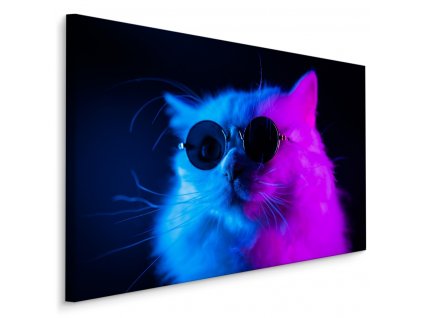 Plátno Kočka Se Slunečními Brýlemi