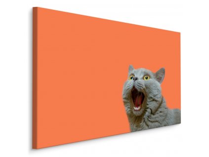 Plátno Britská Kočka Na Oranžovém Pozadí