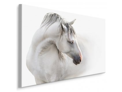 Plátno Bílý Kůň V Mlze
