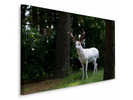 Plátno Bílý Jelen V Lese