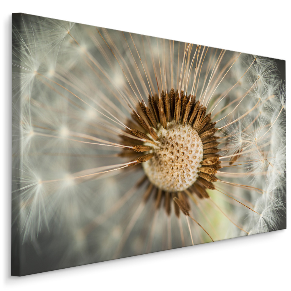Plátno Pampeliška Makro II. Varianta: 100x70
