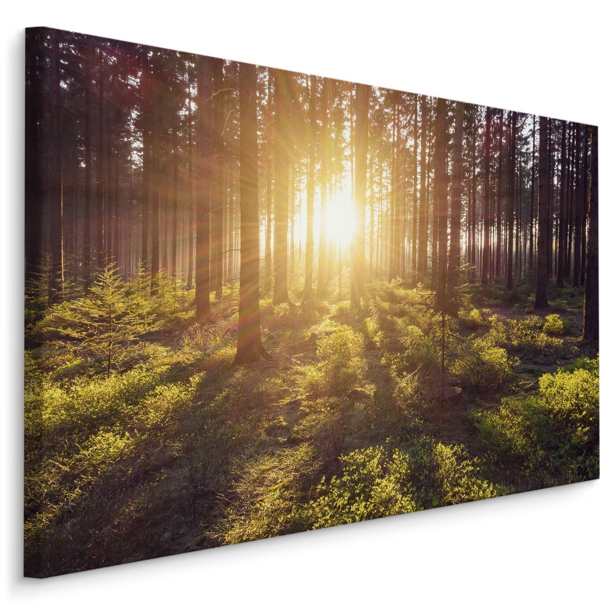 MyBestHome BOX Plátno Sluneční Paprsky V Lese Varianta: 120x80
