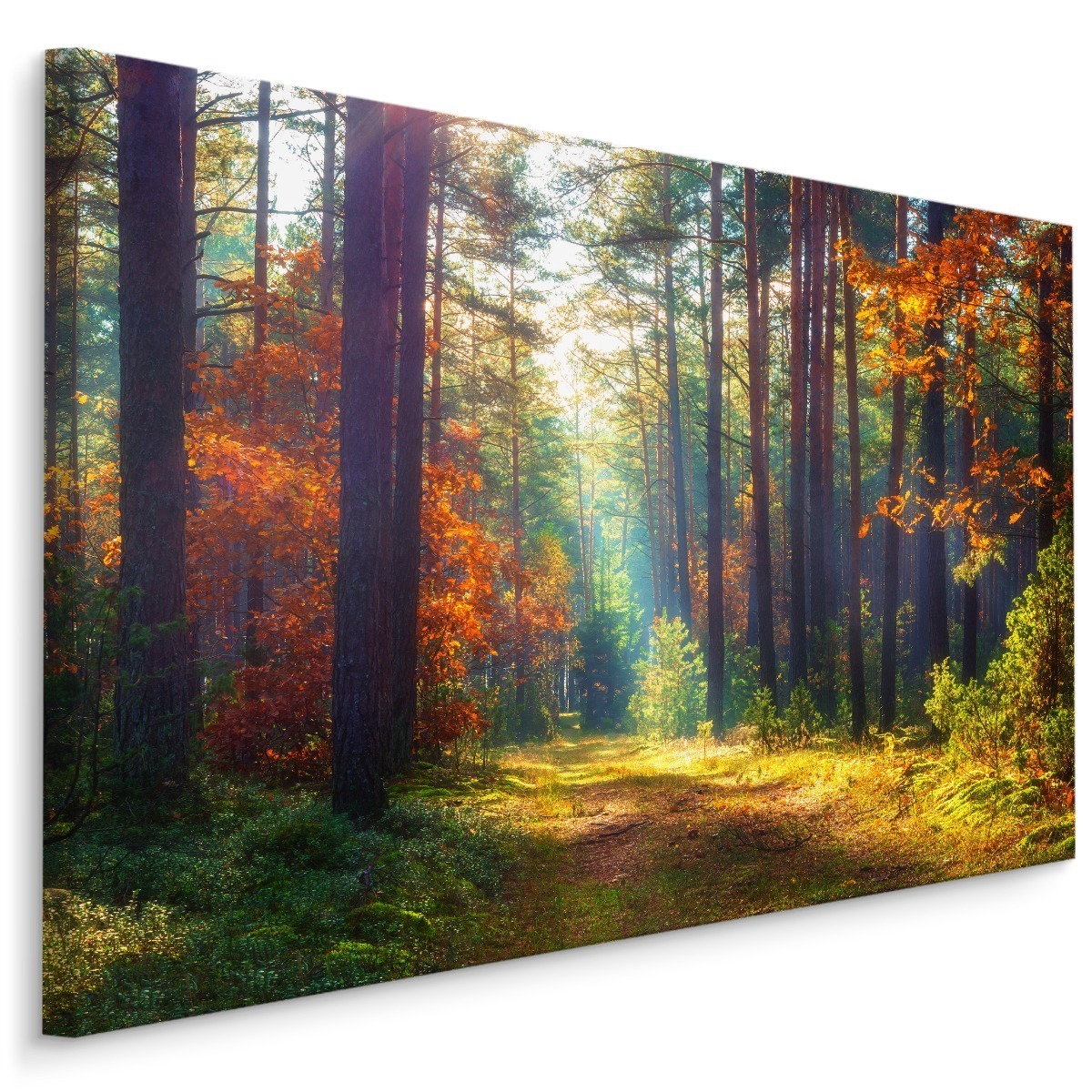 MyBestHome BOX Plátno Podzimní Les V Ranním Slunci Varianta: 120x80